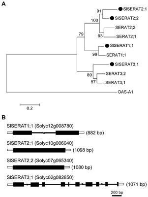 Functional characterization of the Serine acetyltransferase family genes uncovers the diversification and conservation of cysteine biosynthesis in tomato